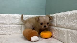 チワワ(ロング)の動画01