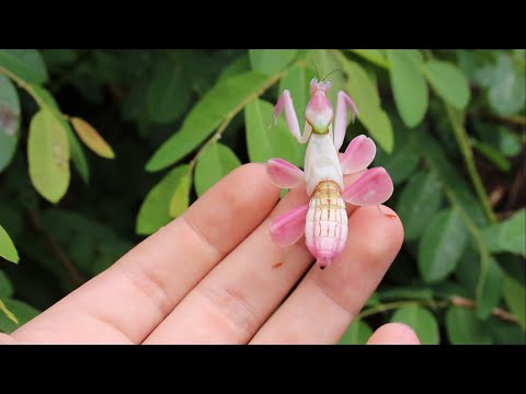 Wild Orchid Mantis from Thailand