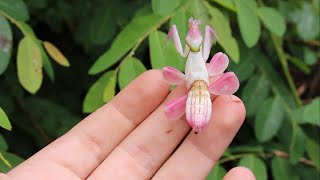Wild Orchid Mantis from Thailand