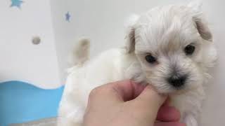 ハーフ犬の動画01