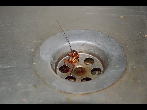 Tips to Prevent Cockroaches From Infesting Your Home or Business