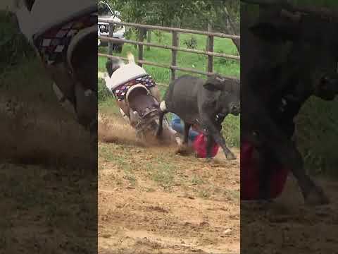 SOLO EL SUSTO #shortvideo #toros #vaqueros #caballos #caballoscorriendo #horse
