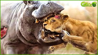 The Moment The Ferocious Hippo Faces The Lion King! What Will Happen Next? | Fighting Animals