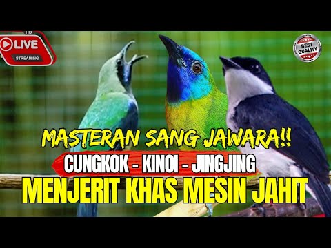 MASTERAN SANG JUWARA!!!  CUNGKOK - KINOI - JINGJING - KHASSS MENJERIT LAYAKNYA MESIN JAHIT