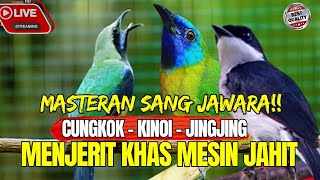 Download lagu MASTERAN SANG JUWARA!!!  CUNGKOK - KINOI - JINGJING - KHASSS MENJERIT LAYAKNYA MESIN JAHIT mp3