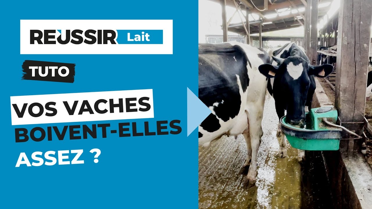 TUTO - Vos vaches boivent-elles assez ?