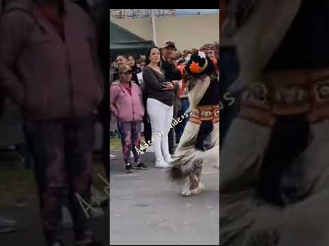 los mejores chivos. de imbabura  san juanes.2026. #cotacachi #tradiciones #imbabura