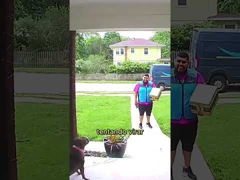 Novos AMIGOS! #entregas #pitbull