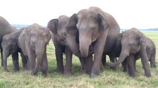 preview picture of video 'Elephant love Kaudulla Sri Lanka'