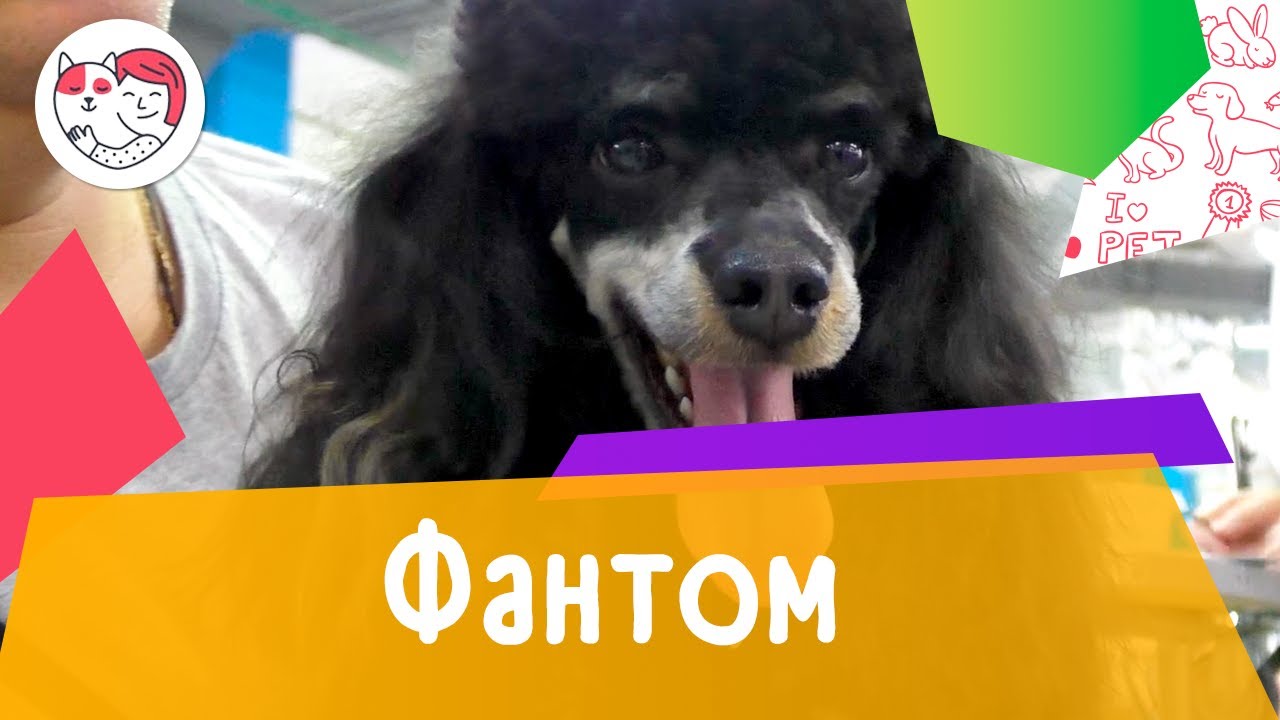 Фантом. Особенности, уход