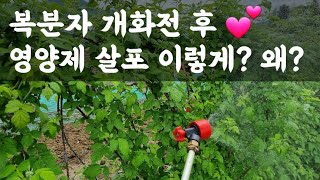 복분자 개화전 후 
