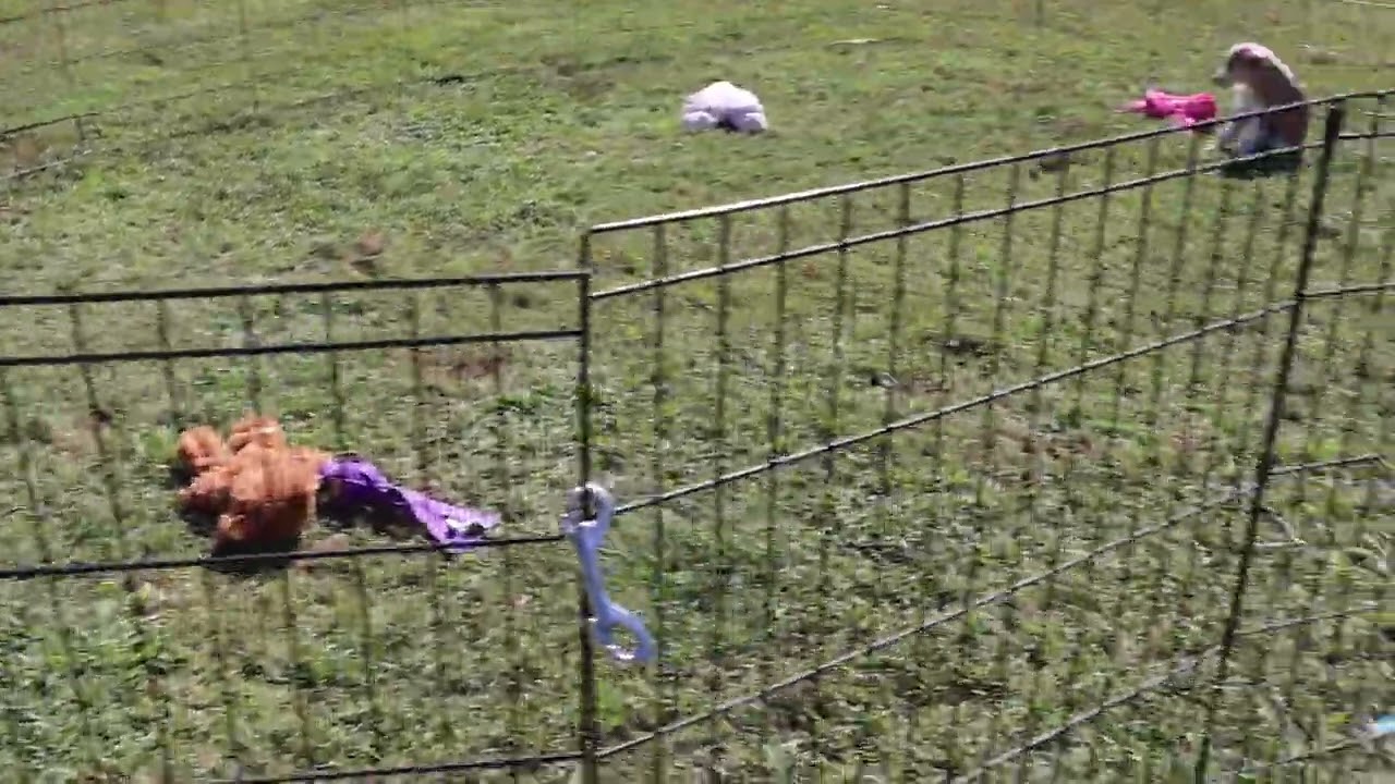 Enlarge Punkin' Pie, a ADOPTABLE mixed breed in Windsor, CT video 5/5