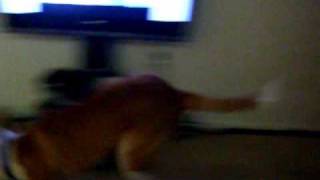 My dog Casanova being a weirdo