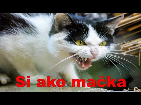 Youtube Video Mr8oKHH8xhk