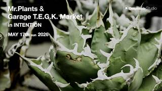 MR.Plants Market in INTENTION