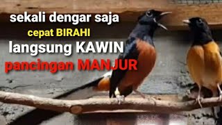Download lagu Manjur - sekali dengar langsung Birahi PASTI KAWIN - Pancingan murai batu cepat birahi cepat kawin mp3