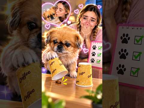 The Dog Does Tasks for Mommy  #dogshorts #dog #shorts