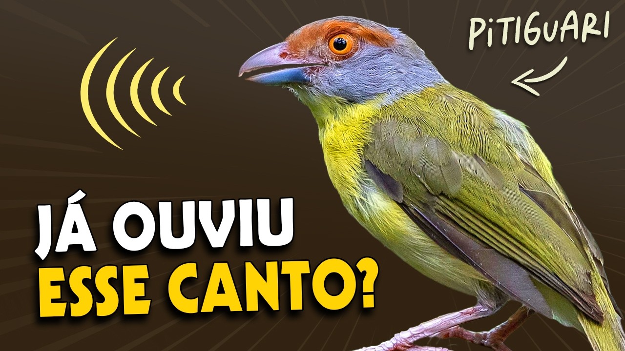 Você conhece o PITIGUARI? CANTOS e curiosidades do pássaro comum na cidade!