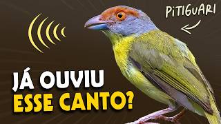 Você conhece o PITIGUARI? CANTOS e curiosidades do pássaro comum na cidade!