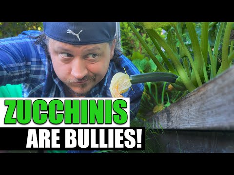 , title : 'Zucchinis Make Bad Companion Plants - Garden Quickie Episode 85'
