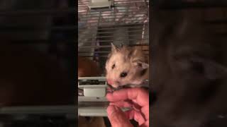 Hamster staring me down for more food