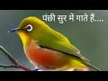 पंछी सुर में गाते हैं