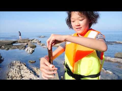 粟島　磯遊び（粟島浦村）Seashore fishing and gathering, Awashima Island, Japan
