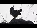 Wildlife Birds Calls Of Indian Eagle Owl