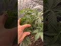 Organically Grown Baby Cakes By Sol Fire Step Child From Best Coast Genetics Colin OG By Ethos