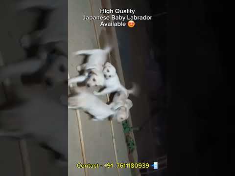 Limited ❗️❗️ #dogs #labrador #puppies