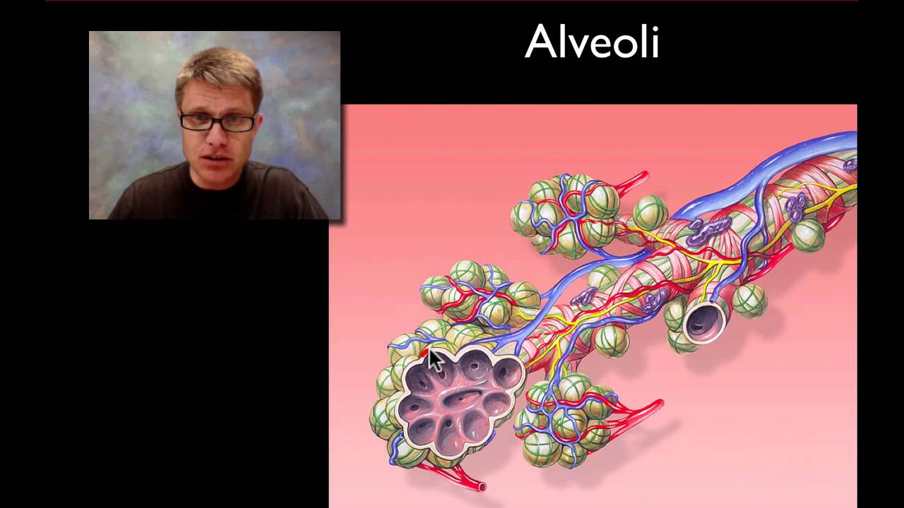 The Respiratory System