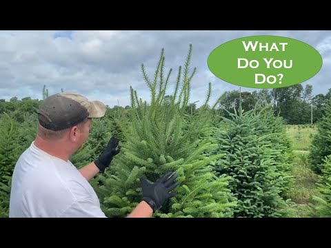 Correcting Multiple Leaders While Growing Christmas Trees