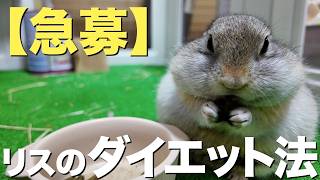 【急募】このリスを痩せさせる方法。【リチャードソンジリス】＃199