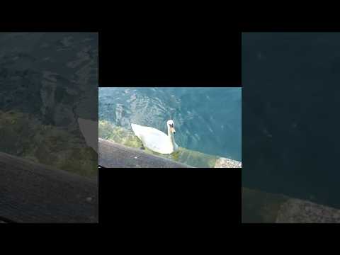 O Hansani #Zurich #Europe #viral #travel #nature #Switzerland #lake #yt #love #mountains #family