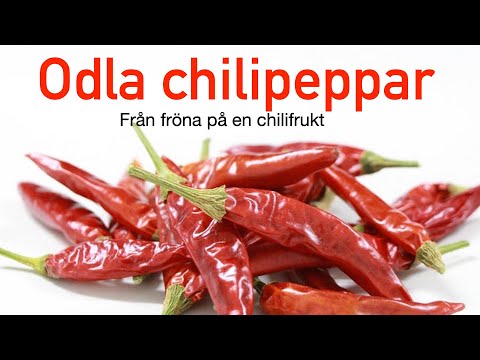 , title : 'Odla Chilipeppar! Del 1'