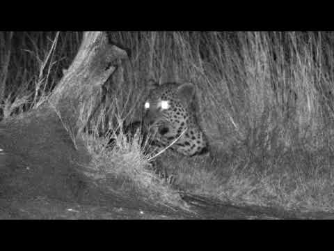 Djuma: Hosana male leopard blending in hiding behind pan again -Pt:2 - 05:26 - 07/16/18