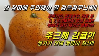 주근깨 감귤?!! 긴 장마에  주의해야 할 병해:검은점무늬병, 원인제거는 틈틈이!! 병해예방이 최선!!