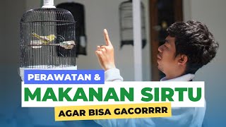 Download lagu Perawatan burung sirtu cipow agar bisa gacor mp3