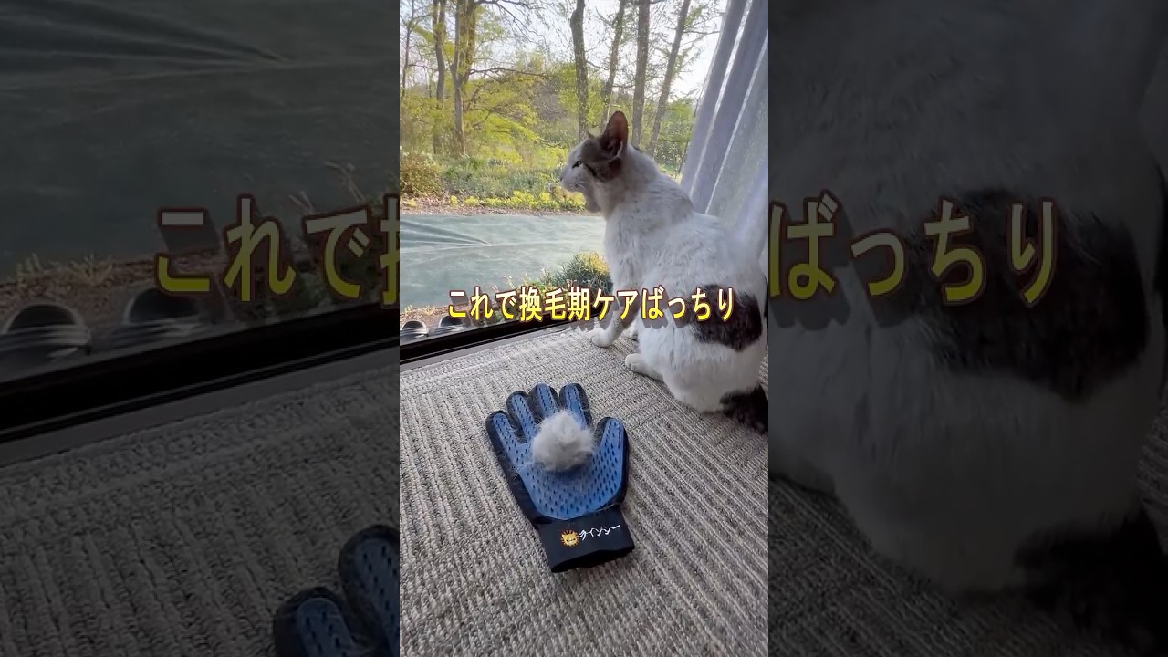 【換毛期のシロ】手袋ブラシを試してみたら――軽くなでるだけで【オリジナルBGM】