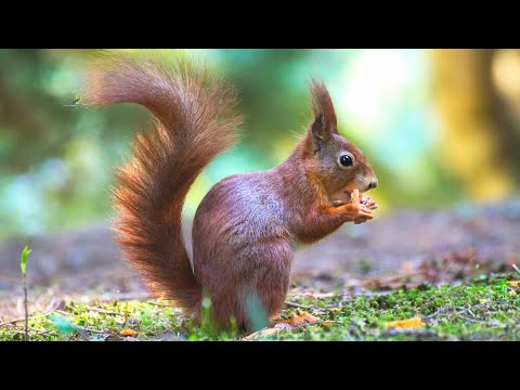 BABY ANIMALS 8K ULTRA HD - Cute Baby Animals Around the World #8k #animals #wildlife