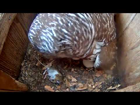White-footed Mouse Delivered To Female Barred Owl In Indiana – March 27, 2020