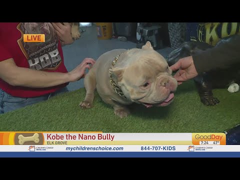 Kobe the Nano Bully