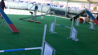 preview picture of video 'Anuk&Matteo - Agility 2 - Mentana 09-02-2015'