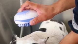 EZ-PET Shampoo Dispensing Grooming Brush: 2-Pack