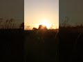 #fy #fypシ゚viral #nature #naturephotography #views #sunset #field #beautiful