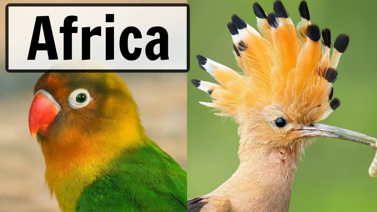 Live webcam view of Pretoria Bird Feeder Cam