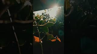 Download lagu CINEMATIC PAGI HARI | Story wa 30 detik mp3 Download lagu CINEMATIC PAGI HARI | Story wa 30 detik mp3