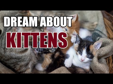 What Does It Mean When You Dreaming About Kittens