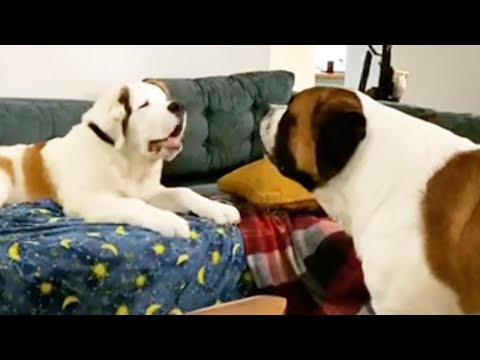St Bernard Pups Have Amusing Conversation