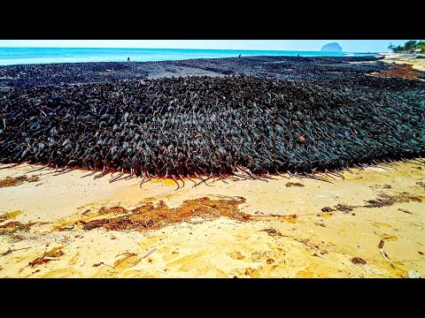 They Left Thousands of Rats Alone with Penguins on a Small Island